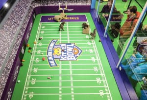 Hallmark Spreads the Love at Super Bowl with Kittens, a Pop-Up and a Social Media Campaign