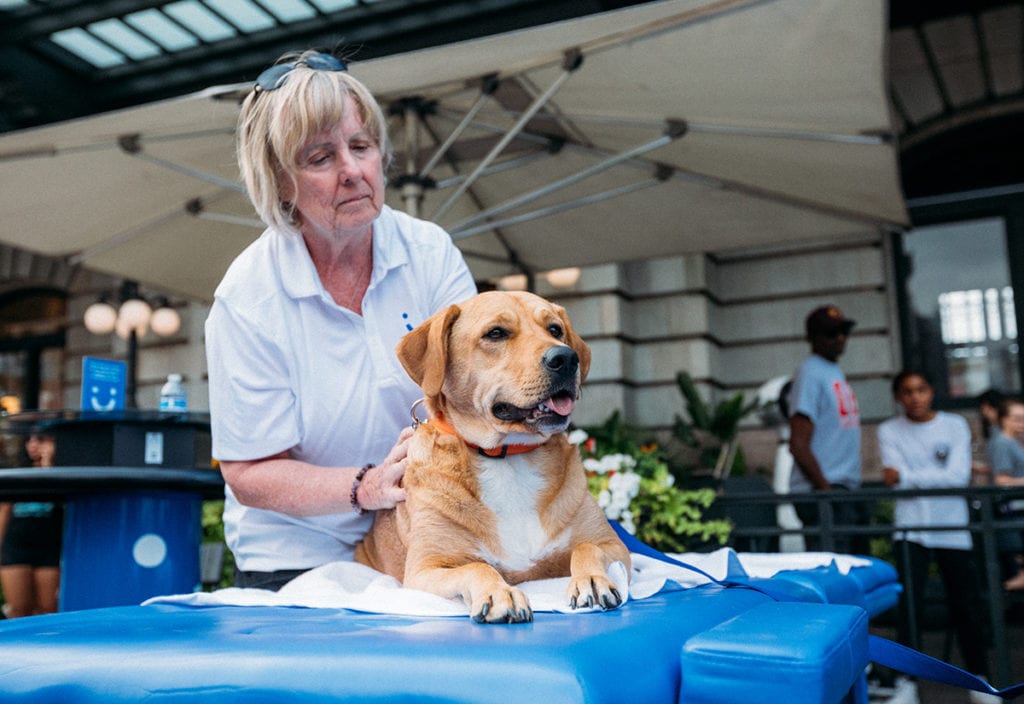 Visible Free Massages Dogs