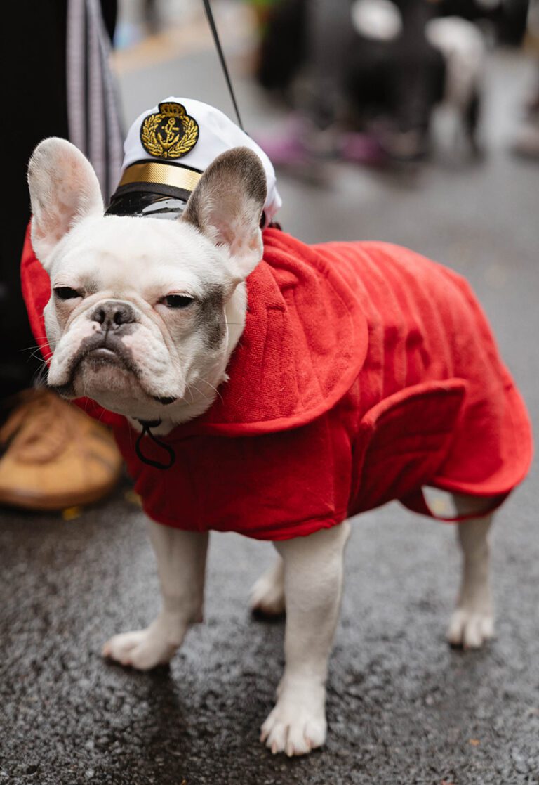 Get Joy_TompkinsSquareHalloweenDogParade_2023_captain dog