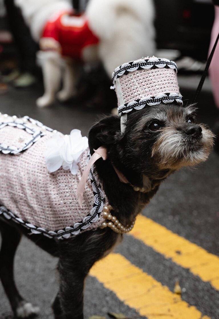 Get Joy_TompkinsSquareHalloweenDogParade_2023_fancy lady dog