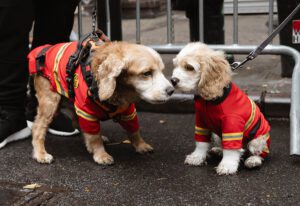 GJoy_TompkinsSquareHalloweenDogParade_2023_firefighter dog and puppy