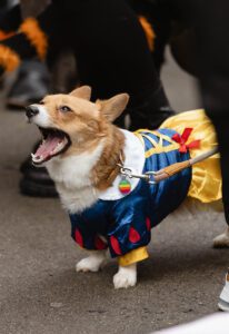 GJoy_TompkinsSquareHalloweenDogParade_2023_Snow White dog