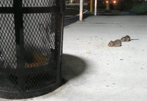 NYC Rat Rodents Eating Off Ground Near Trash Can