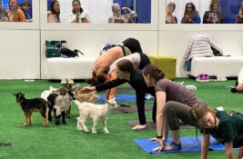 Goat yoga at VMX 2026