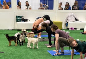 Goat yoga at VMX 2026