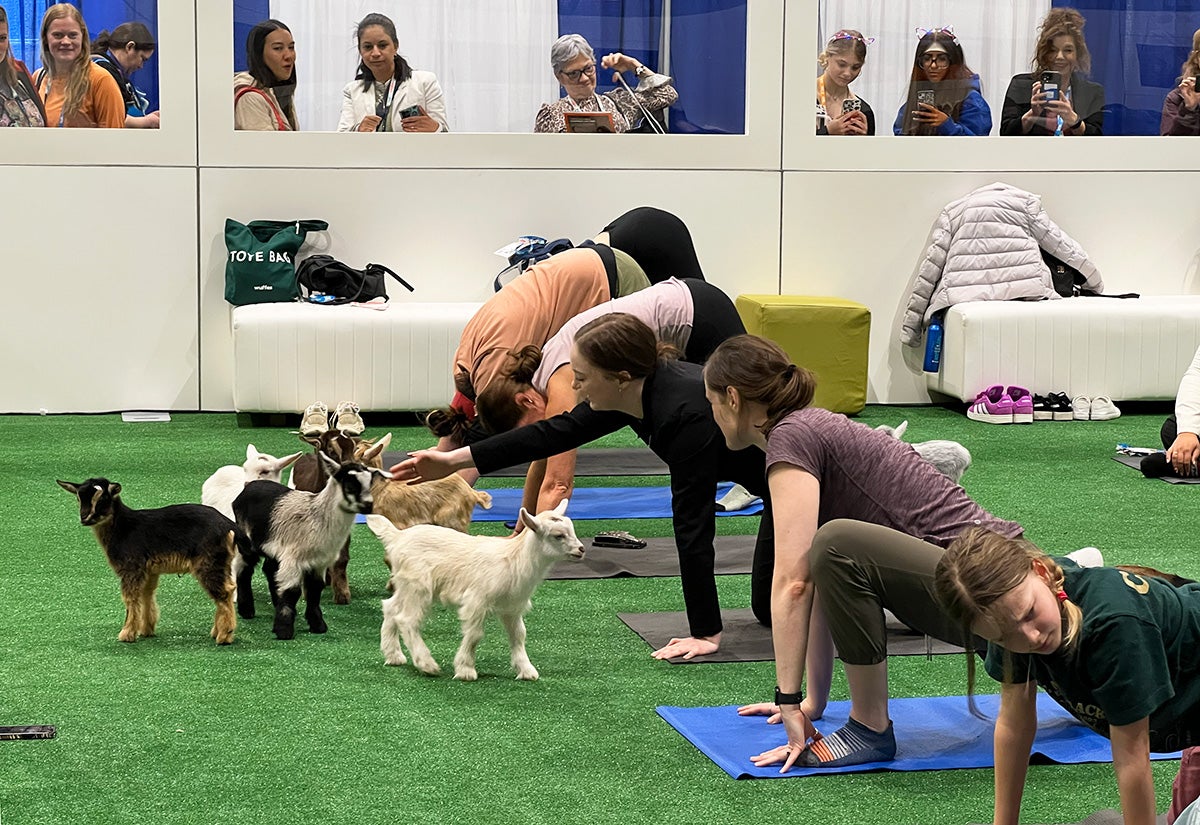 Goat yoga at VMX 2026