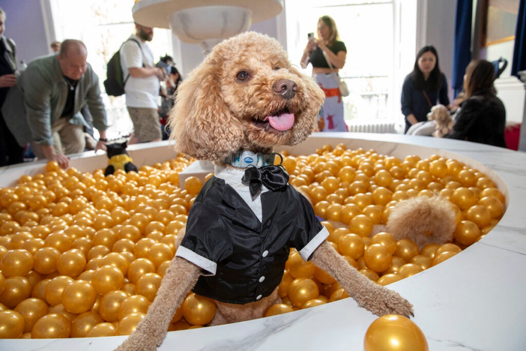 edgard cooper-pet holiday calendar -2026-eventmarketer-ball-ball-2